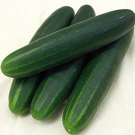 H-19 Little Leaf Cucumber (Organic 57 Days) – Pinetree Garden Seeds