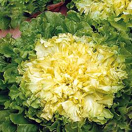 Endive Blonde Full Heart - Organic Seeds