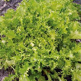 Endive Wallone - Organic Seeds