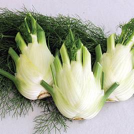 Florence Fennel (Organic) Seeds - Finale