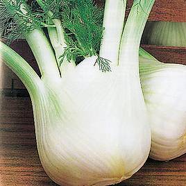Fennel Romanesco - Organic Seeds