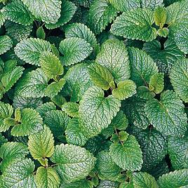 Herb Balm Lemon - Organic Seeds