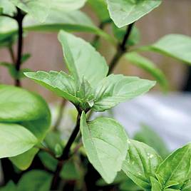 Herb - Basil Cinnamon (Organic) Seeds