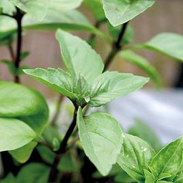 Herb Basil Cinnamon - Organic Seeds