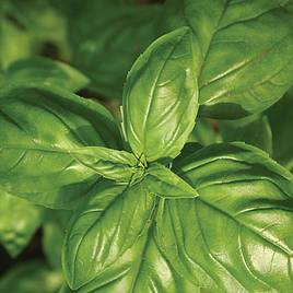 Herb (Organic) Seeds - Basil Genovese