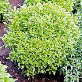 Herb Basil Greek - Organic Seeds