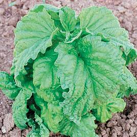 Herb Basil Lettuce Leaved - Organic Seeds
