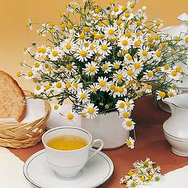 Herb - Chamomile Matricaria (Organic) Seeds