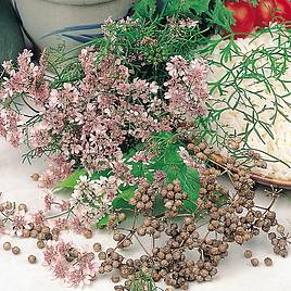 Herb - Coriander (Organic) Seeds