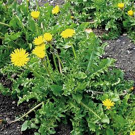 Herb Dandelion - Organic Seeds