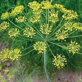Herb Dill - Organic Seeds