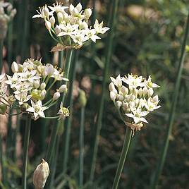 Herb Garlic Chives - Organic Seeds