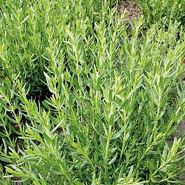 Herb Hyssop - Organic Seeds