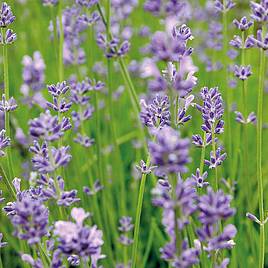 Lavender - Organic Herb Seeds
