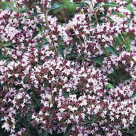 Marjoram Pot - Organic Herb Seeds