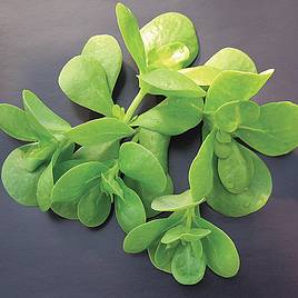 Herb Purslane Golden - Organic Seeds