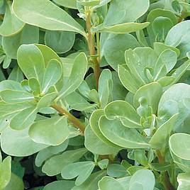 Herb Purslane Green - Organic Seeds