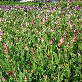 Herb Sage - Organic Seeds