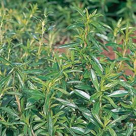 Herb - Savory Summer (Organic) Seeds