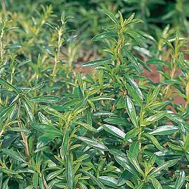 Herb Savory Summer - Organic Seeds