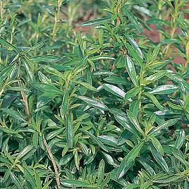 Savory Winter - Organic Herb Seeds