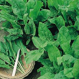 Herb Sorrel Broad Leaved - Organic Seeds