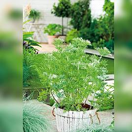 Herb Wormwood - Organic Seeds