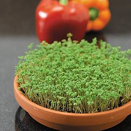Herb Cress (Organic) Seeds