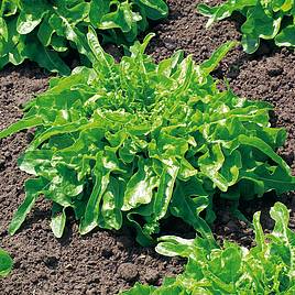 Moroccan Cress - Organic Herb Seeds