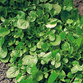 Herb Winter Cress - Organic Herb Seeds