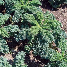 Kale Dwarf Green Curled (Organic) Seeds