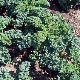 Kale Dwarf Green Curled - Organic Seeds