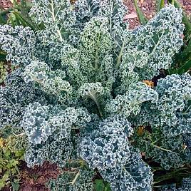 Kale Blue Scotch Curled - Organic Seeds