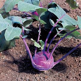 Kohl Rabi Azur Star - Organic Seeds