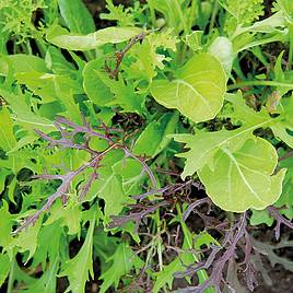 Salad Leaf Asian Leaves - Organic Seeds