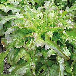 Leaf Salad Cocarde (Organic) Seeds