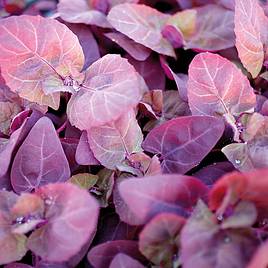 Leaf Salad Red Orache - Organic Seeds