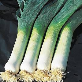 Leek Hannibal - Organic Seeds