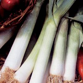Leek Lancia - Organic Seeds