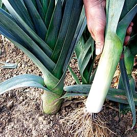 Leek Saint Victor - Organic Seeds