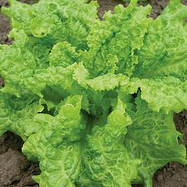 Lettuce Black Seeded Simpson - Organic Seeds