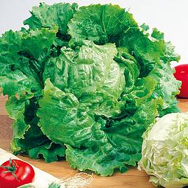 Lettuce Blonde De Paris - Organic Seeds