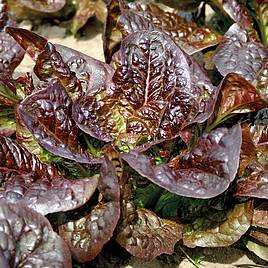 Lettuce Little Leprechaun - Organic Seeds
