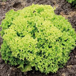 Lettuce Lollo Bionda - Organic Seeds