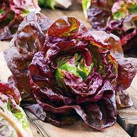 Lettuce Marvel Of Four Seasons - Organic Seeds