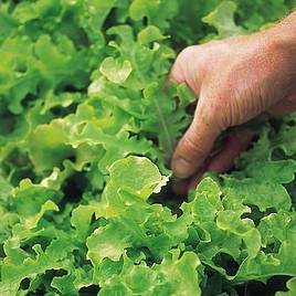 Lettuce Salad Bowl Green (Organic) Seeds