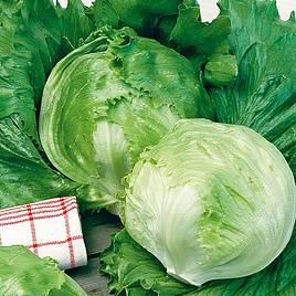 Lettuce Saladin - Organic Seeds