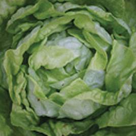 Lettuce Suzan - Organic Seeds