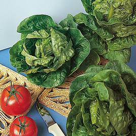 Lettuce Tantan - Organic Seeds