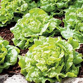Lettuce Tom Thumb - Organic Seeds